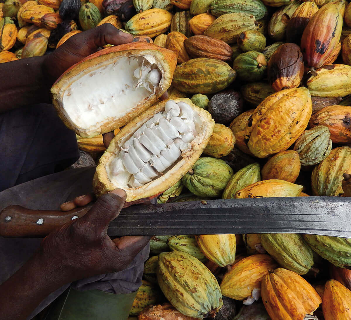 Cacao : le Ghana et  la Côte d’Ivoire boycottent le sommet de Bruxelles