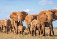 Zimbabwe-Vallée de Savé : En surnombre, les éléphants de plus en plus dévastateurs ne sont plus adulés