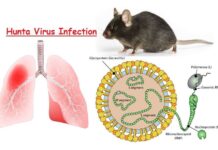 Santé : les hantavirus, des virus méconnus mais potentiellement mortels