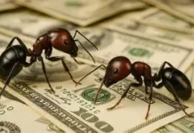 Kenya/Trafic d’espèces protégées : le nouveau braconnage passe par la contrebande des fourmis moissonneuses géantes recherchées à prix élevé