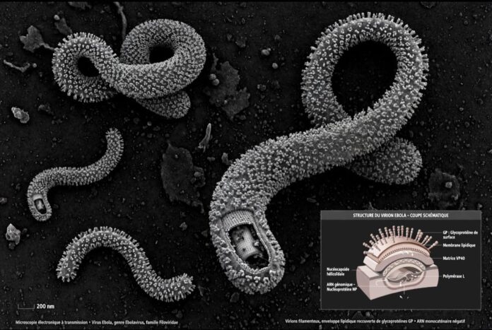 EBOLA 1